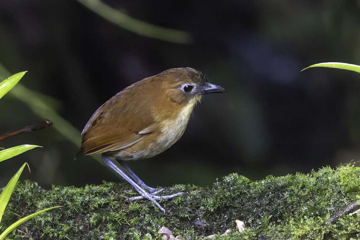Yellow-breasted Antpitta - ML647273263