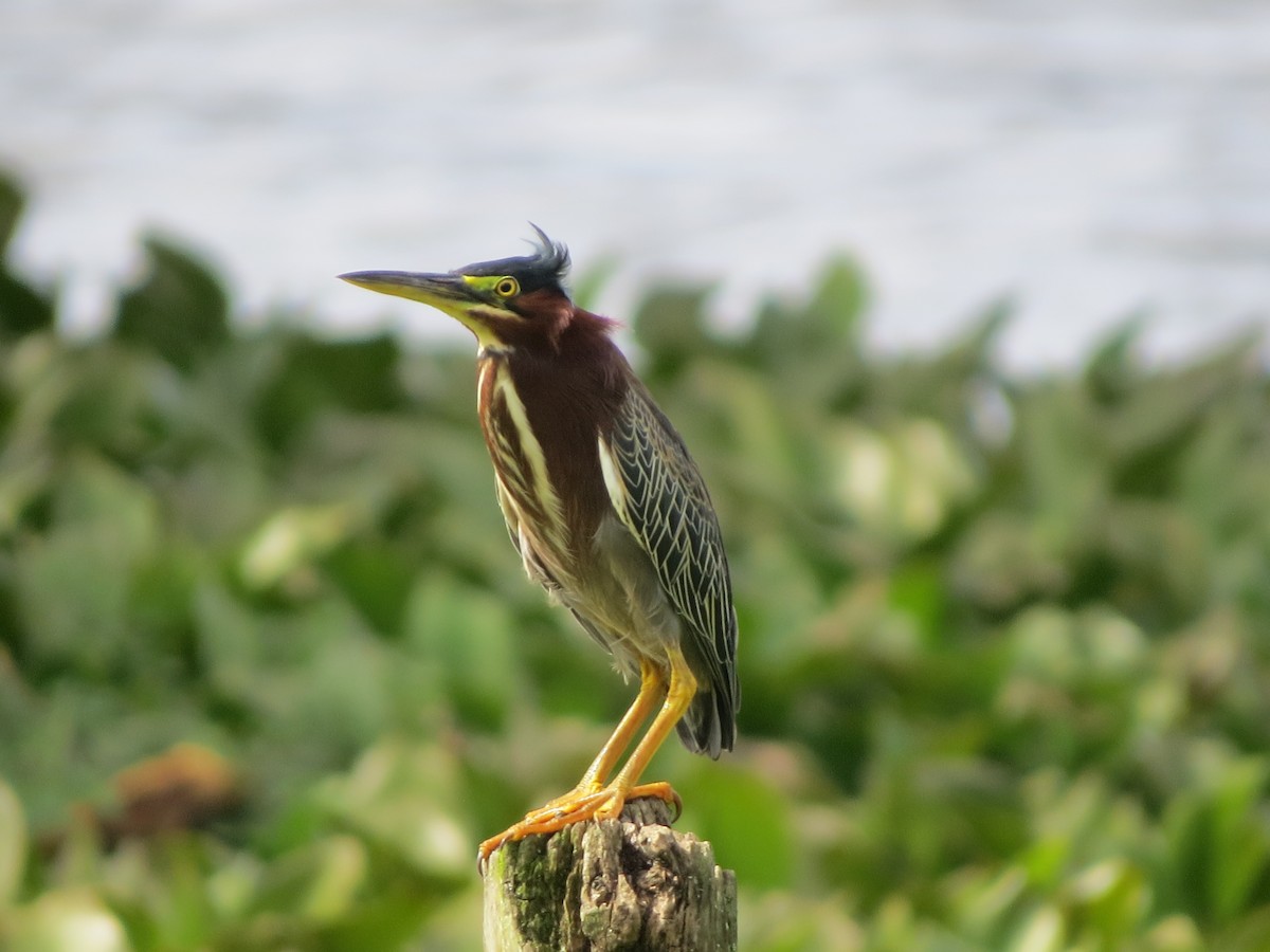 Yeşil Balıkçıl - ML647273265