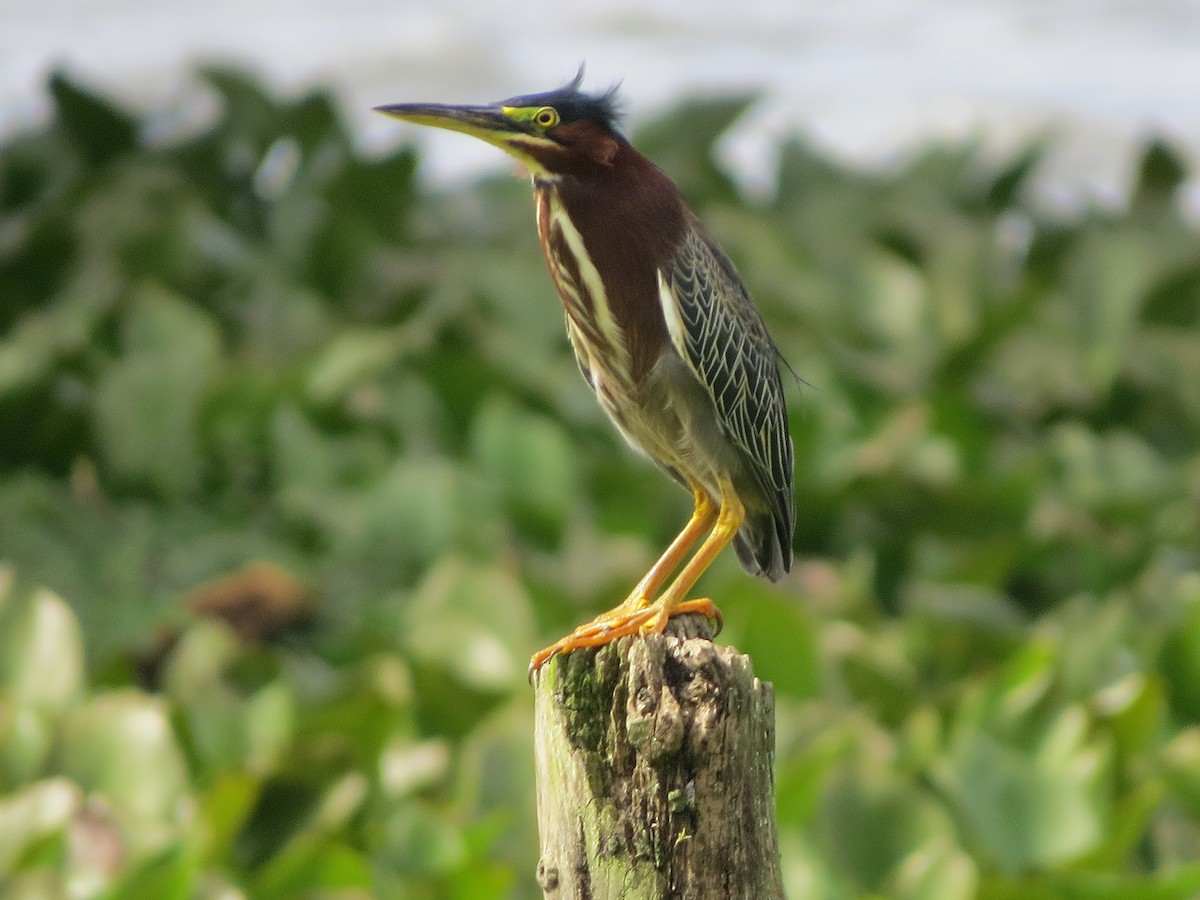 Yeşil Balıkçıl - ML647273266