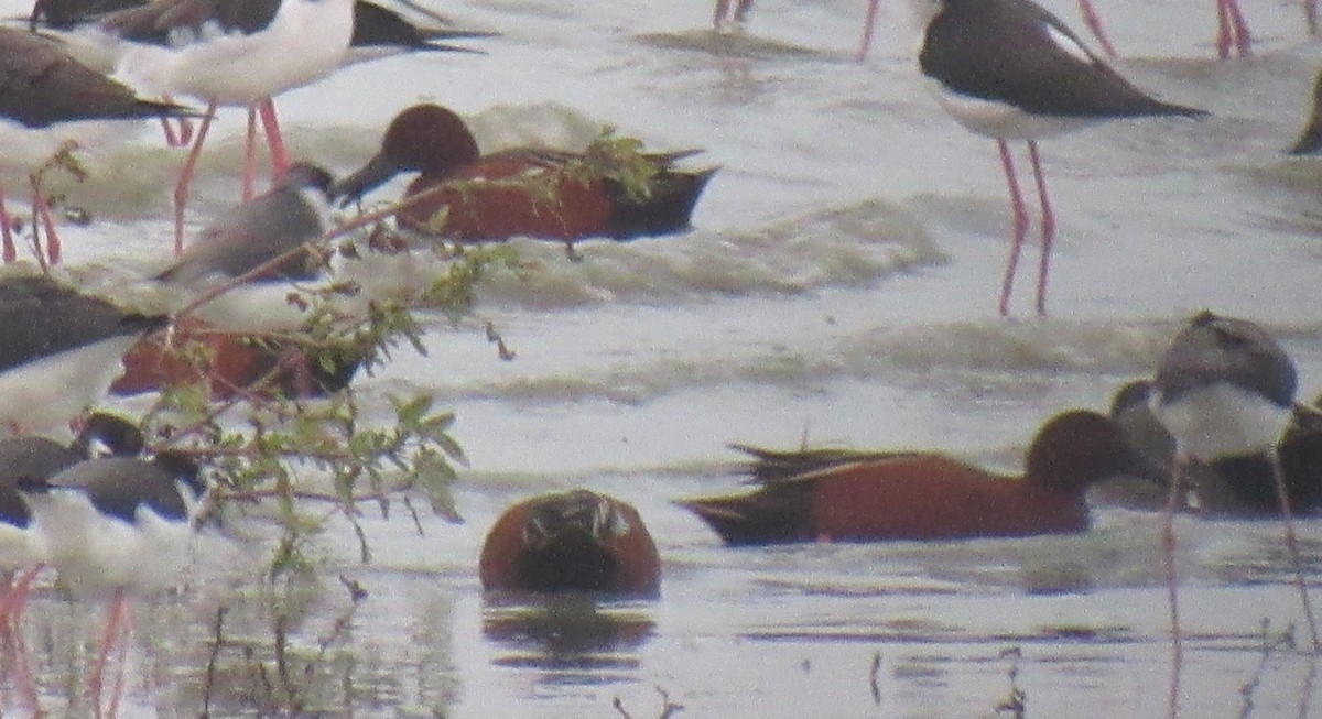 Sarcelle cannelle - ML647273268