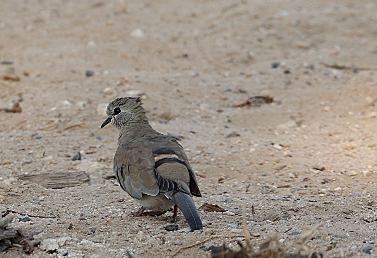 hrdlička kapská - ML647273271