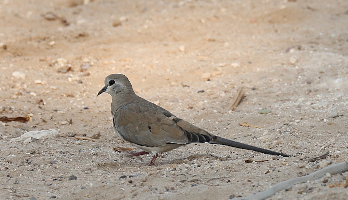 hrdlička kapská - ML647273272