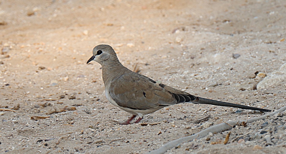 hrdlička kapská - ML647273273