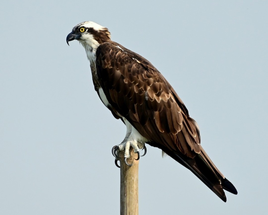 Osprey - ML647273275