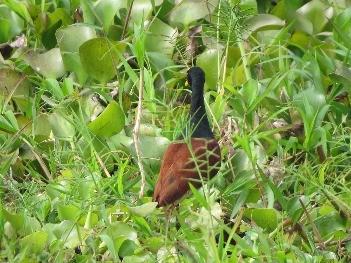 Sarı Alınlı Jakana - ML647273285