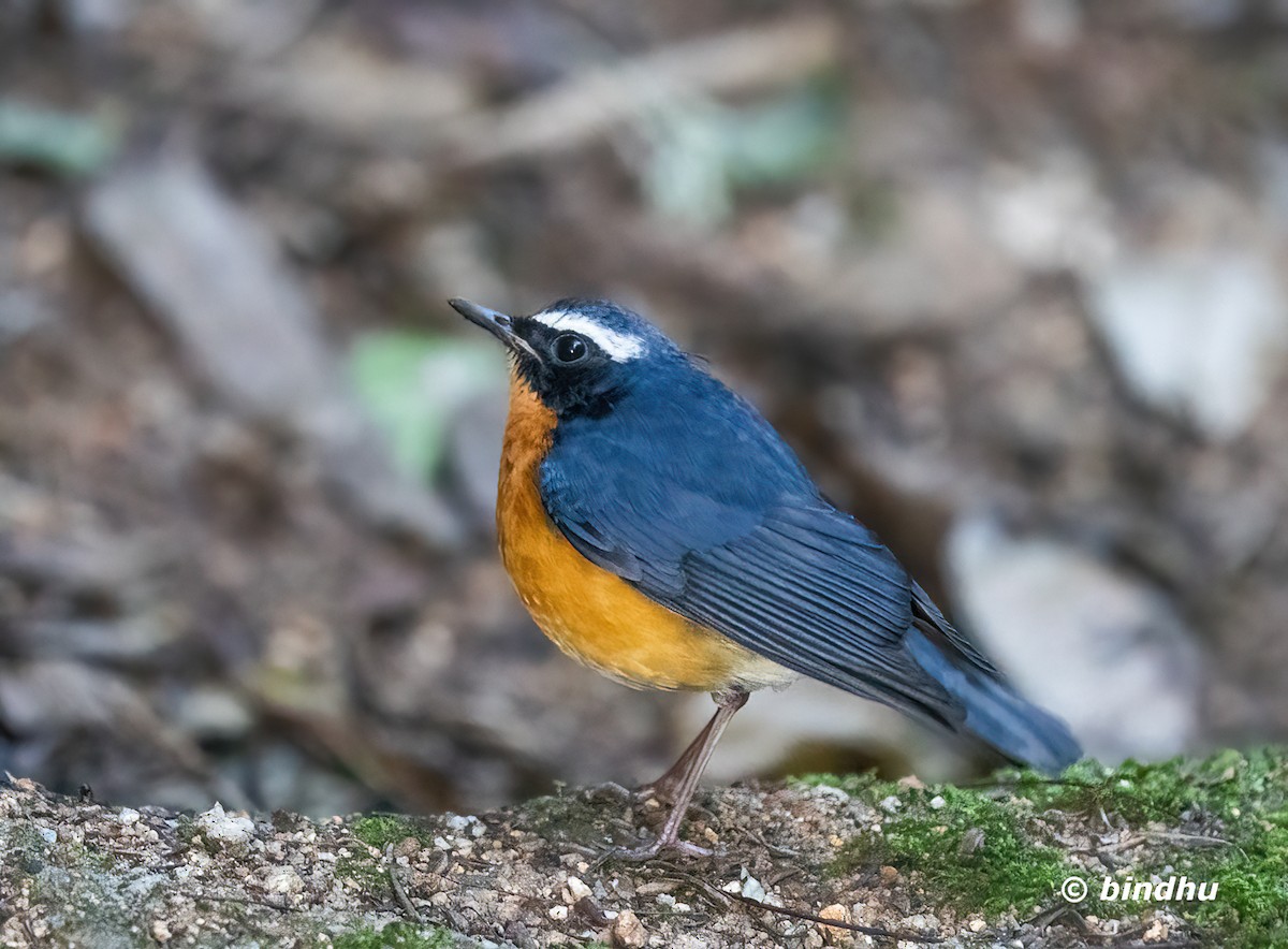 Indian Blue Robin - ML647273301