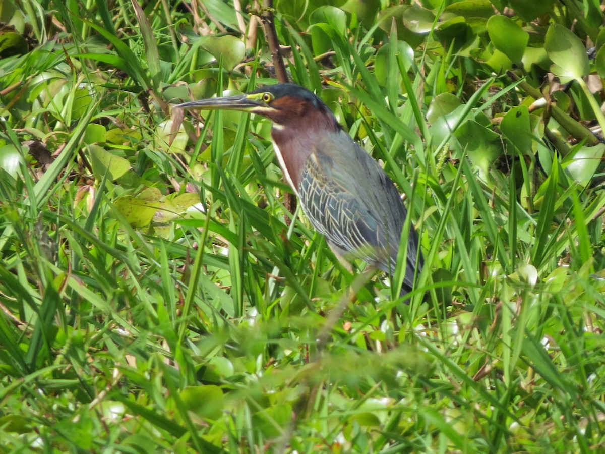 Yeşil Balıkçıl - ML647273302