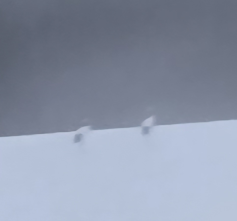 japantrane - ML647273313