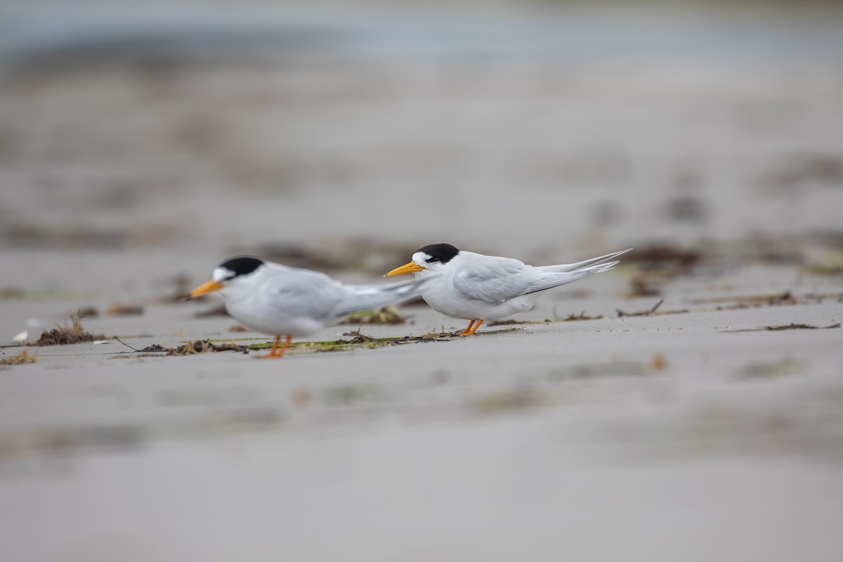 Australian Fairy Tern - ML647273321