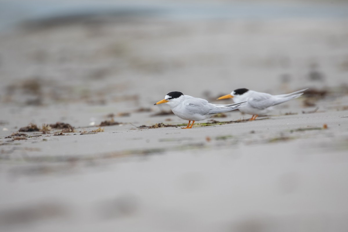 Australian Fairy Tern - ML647273322