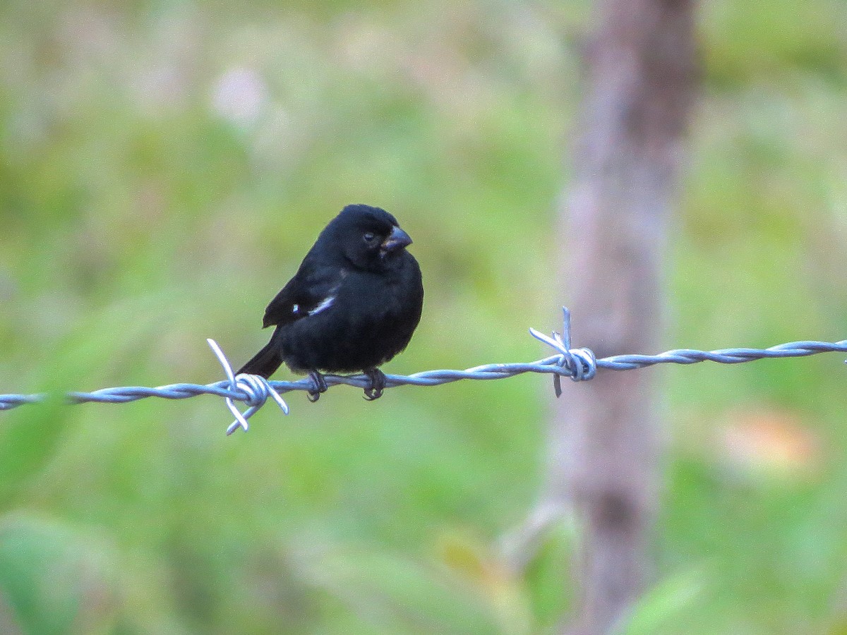 Değişken Renkli Tohumcul - ML647273323