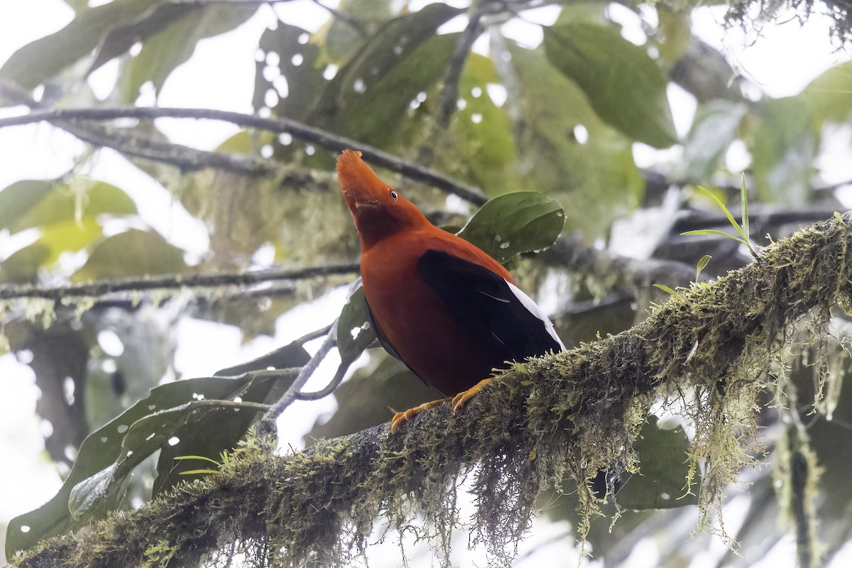 Coq-de-roche péruvien - ML647273324