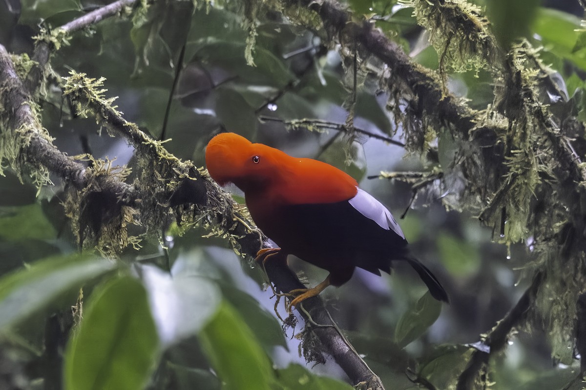 Coq-de-roche péruvien - ML647273325