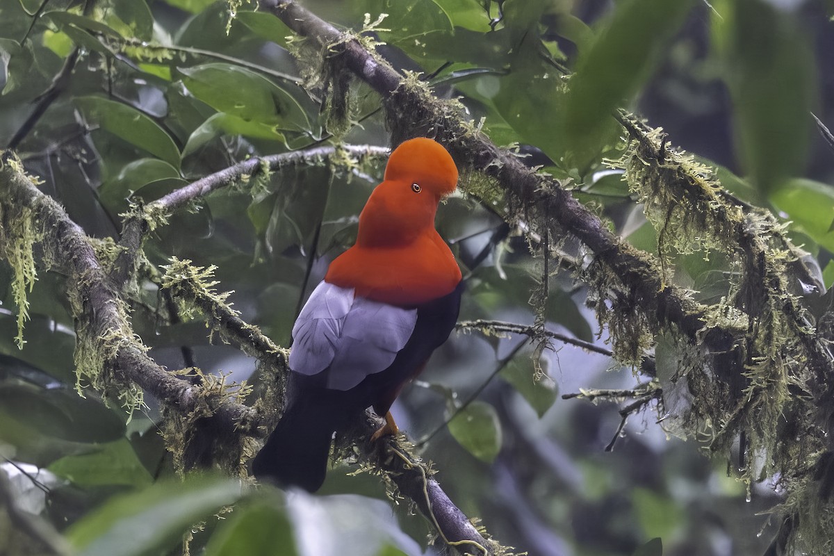 Coq-de-roche péruvien - ML647273326