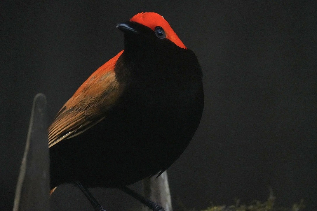 Crested Satinbird - ML647273328