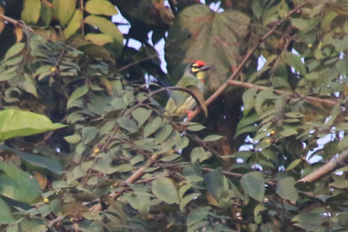 Kupferschmied-Bartvogel - ML647273329