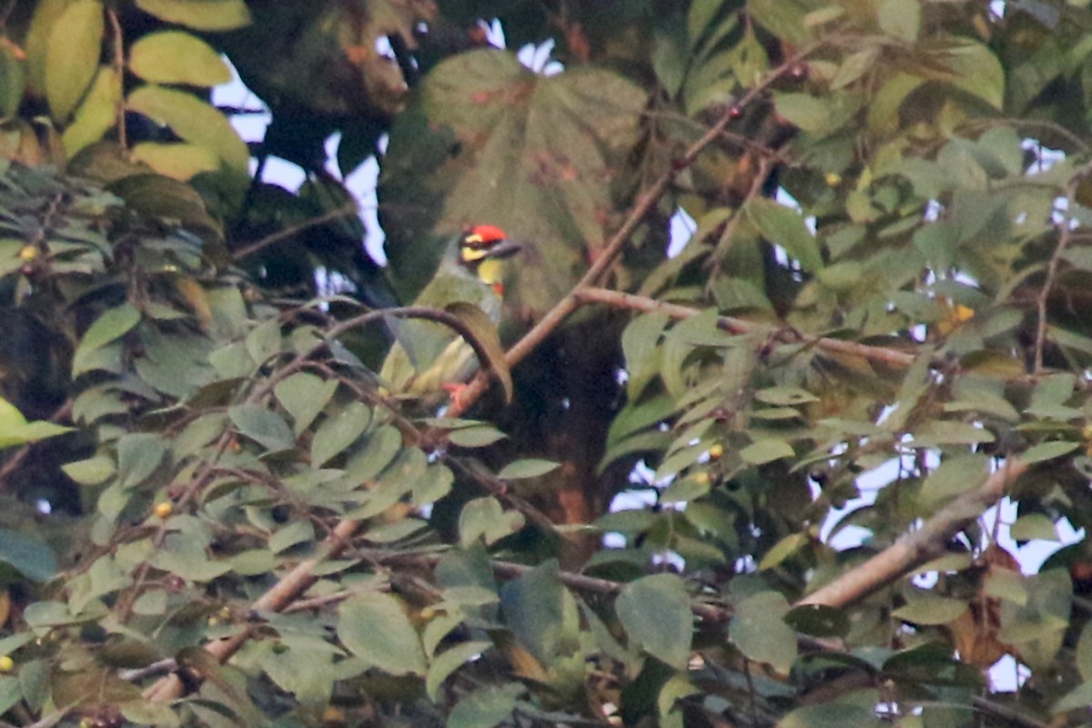 Kupferschmied-Bartvogel - ML647273330