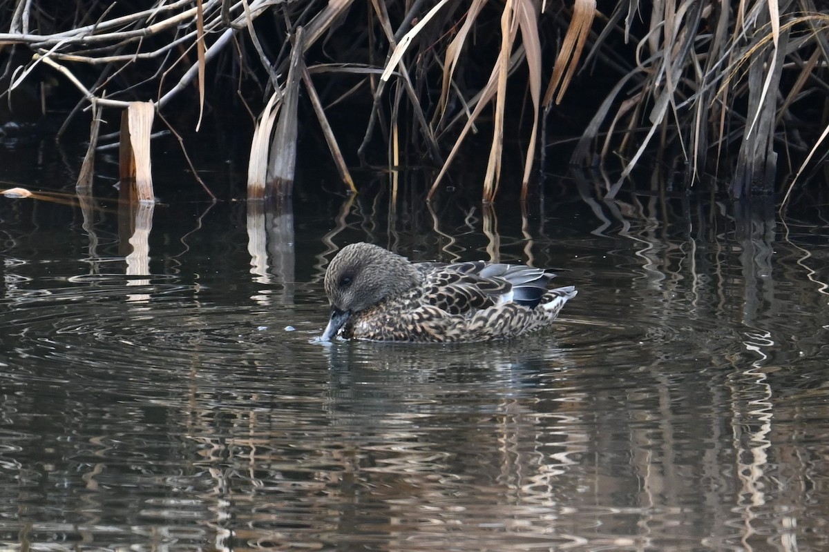 sibirand - ML647273342