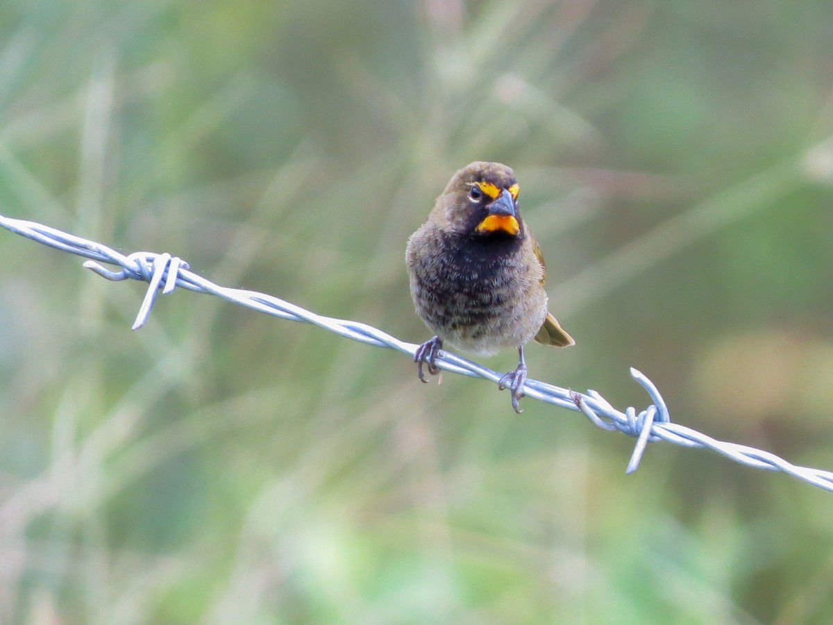 Sarı Yüzlü Tohumcul - ML647273344