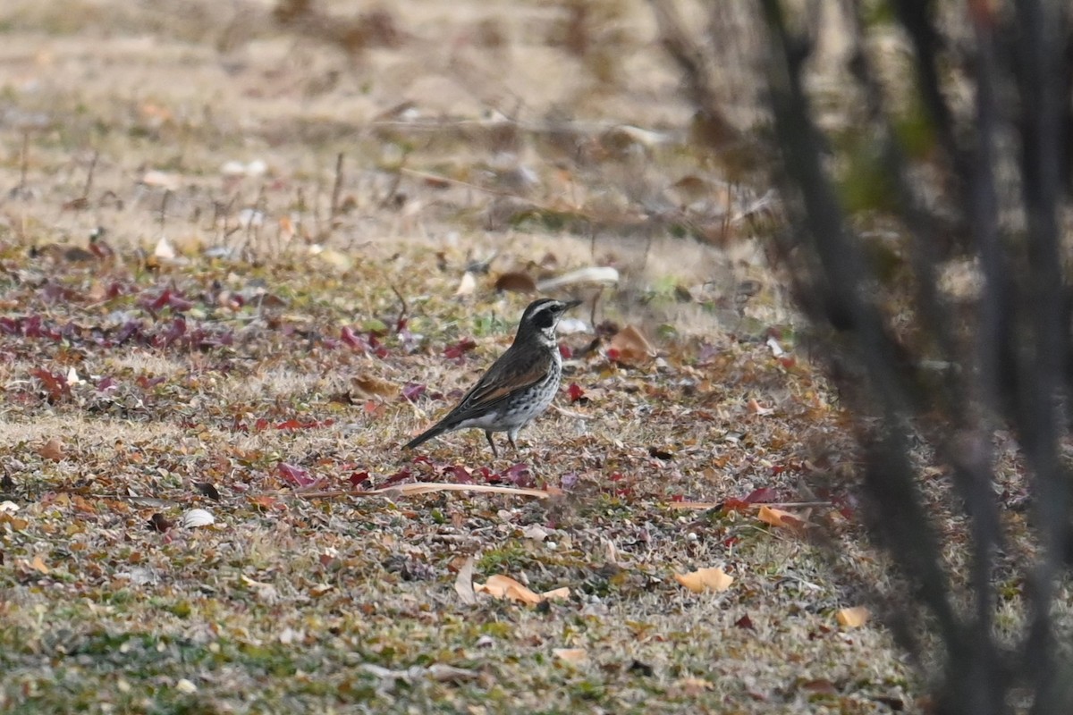 svartflekktrost - ML647273358