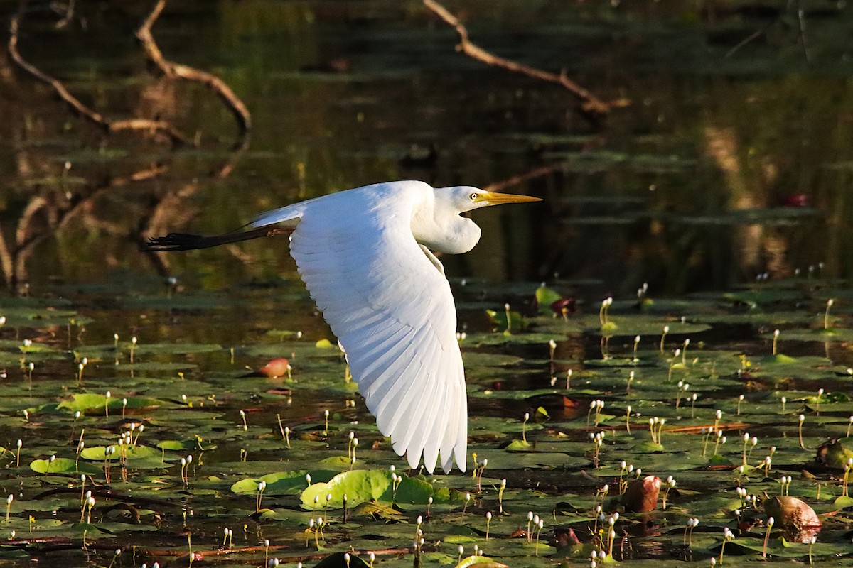 Garceta Grande - ML647273359