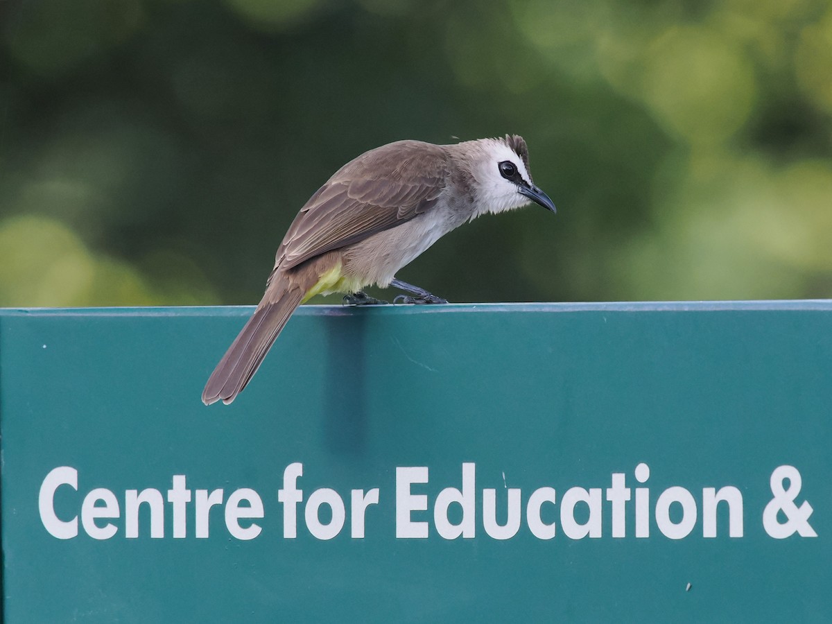 Yellow-vented Bulbul - ML647273365