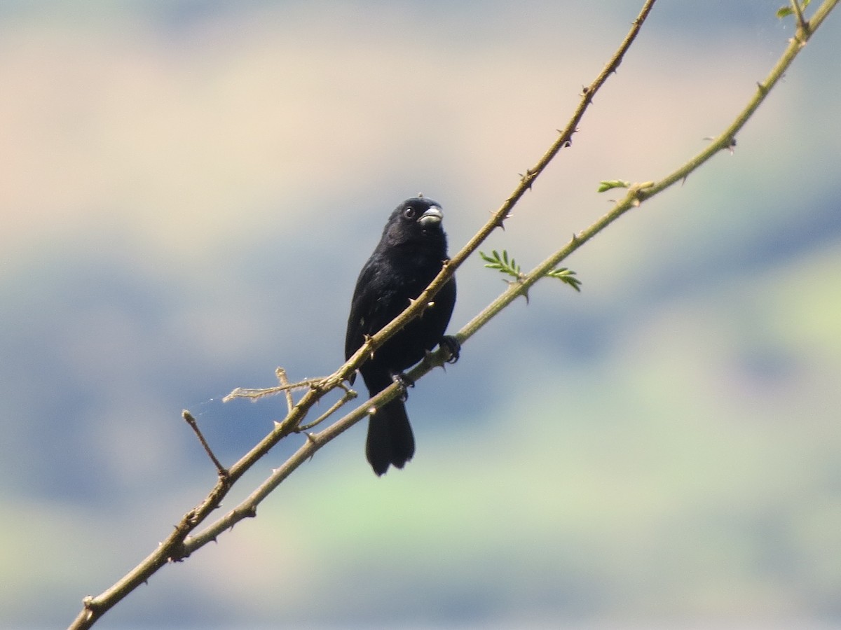 Lacivert Tangara - ML647273371