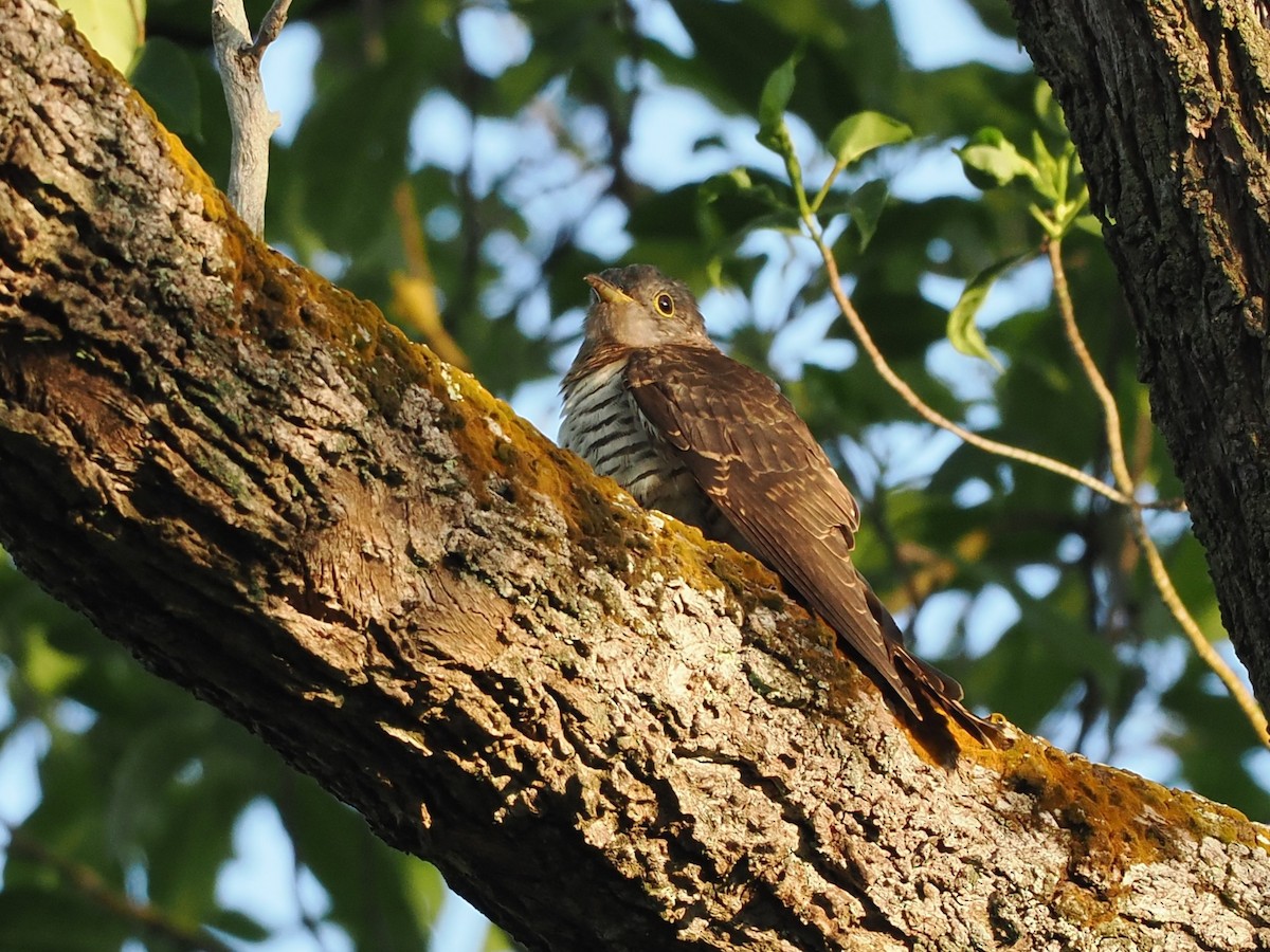 Indian Cuckoo - ML647273376
