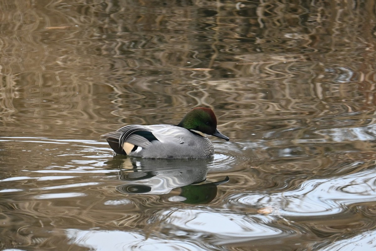 sibirand - ML647273377