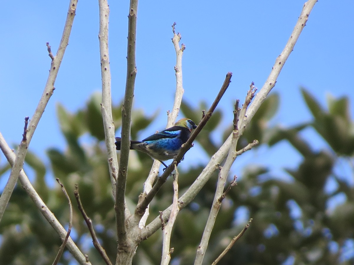 Altın Başlıklı Tangara - ML647273380