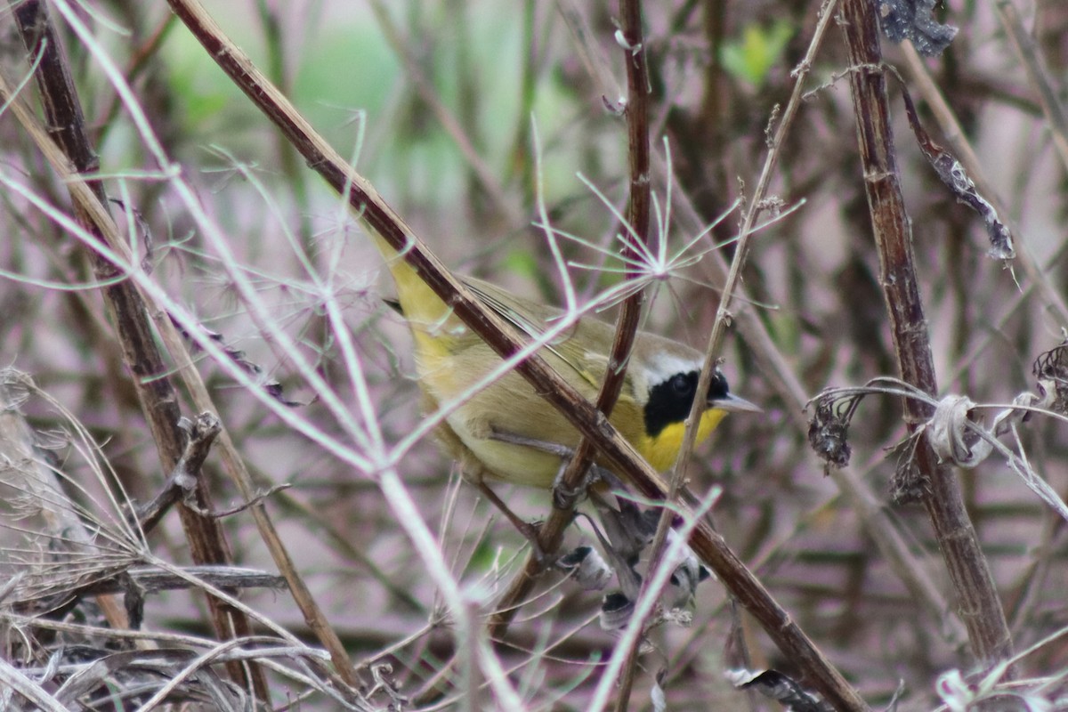 Common Yellowthroat - ML647273400