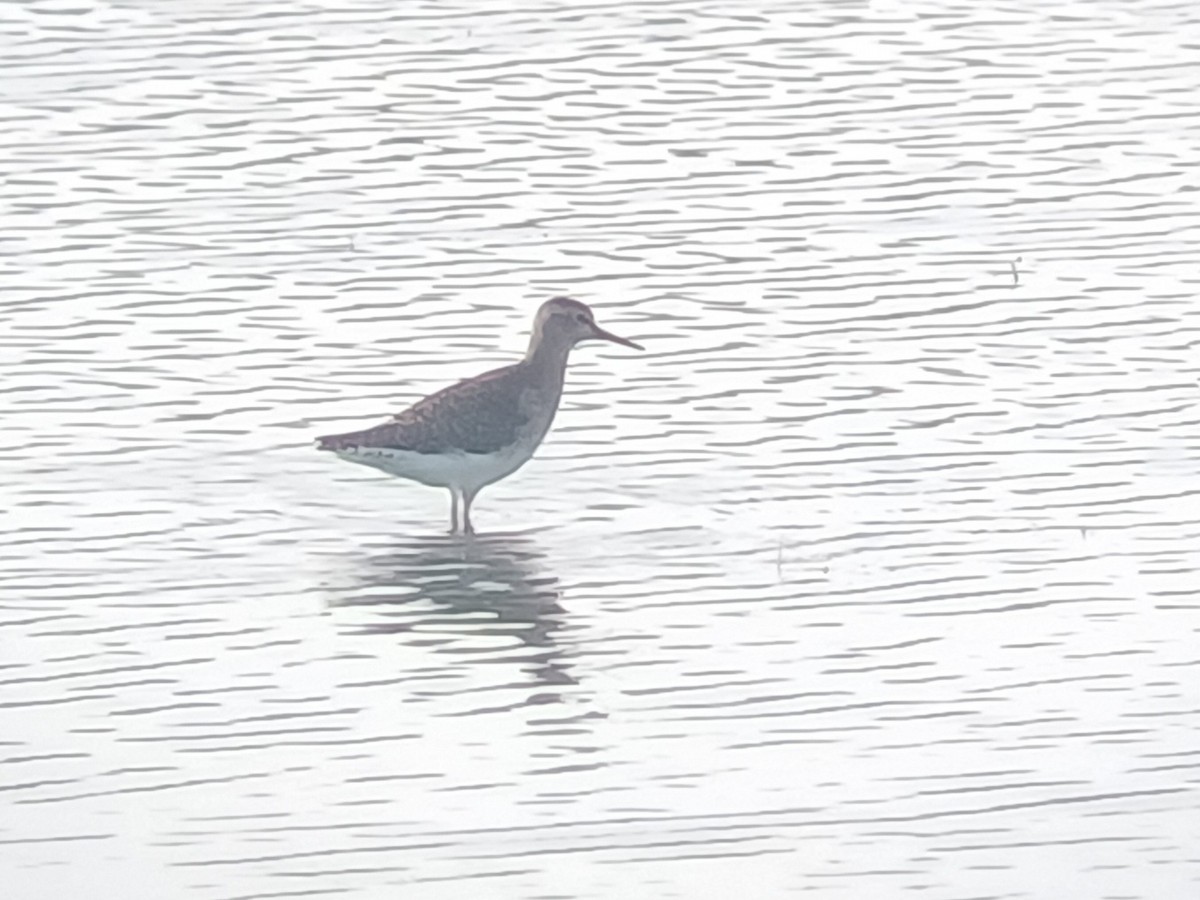 タカブシギ - ML647273401