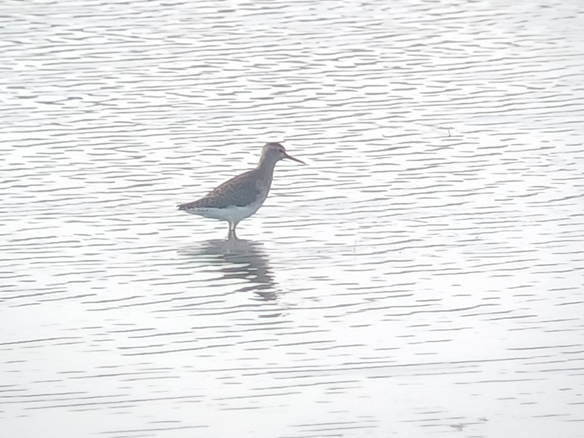 タカブシギ - ML647273402