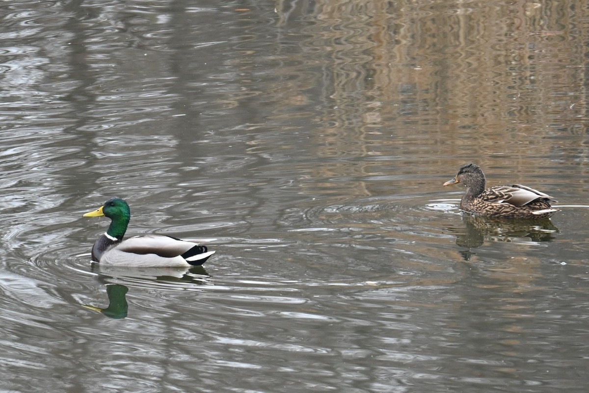 stokkand - ML647273404