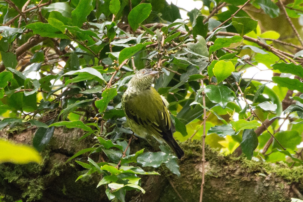 Sharpbill - ML647273406