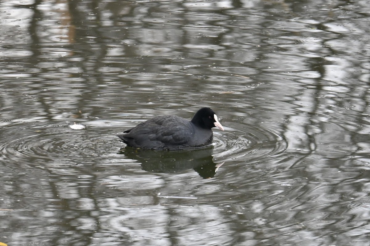 sothøne - ML647273416