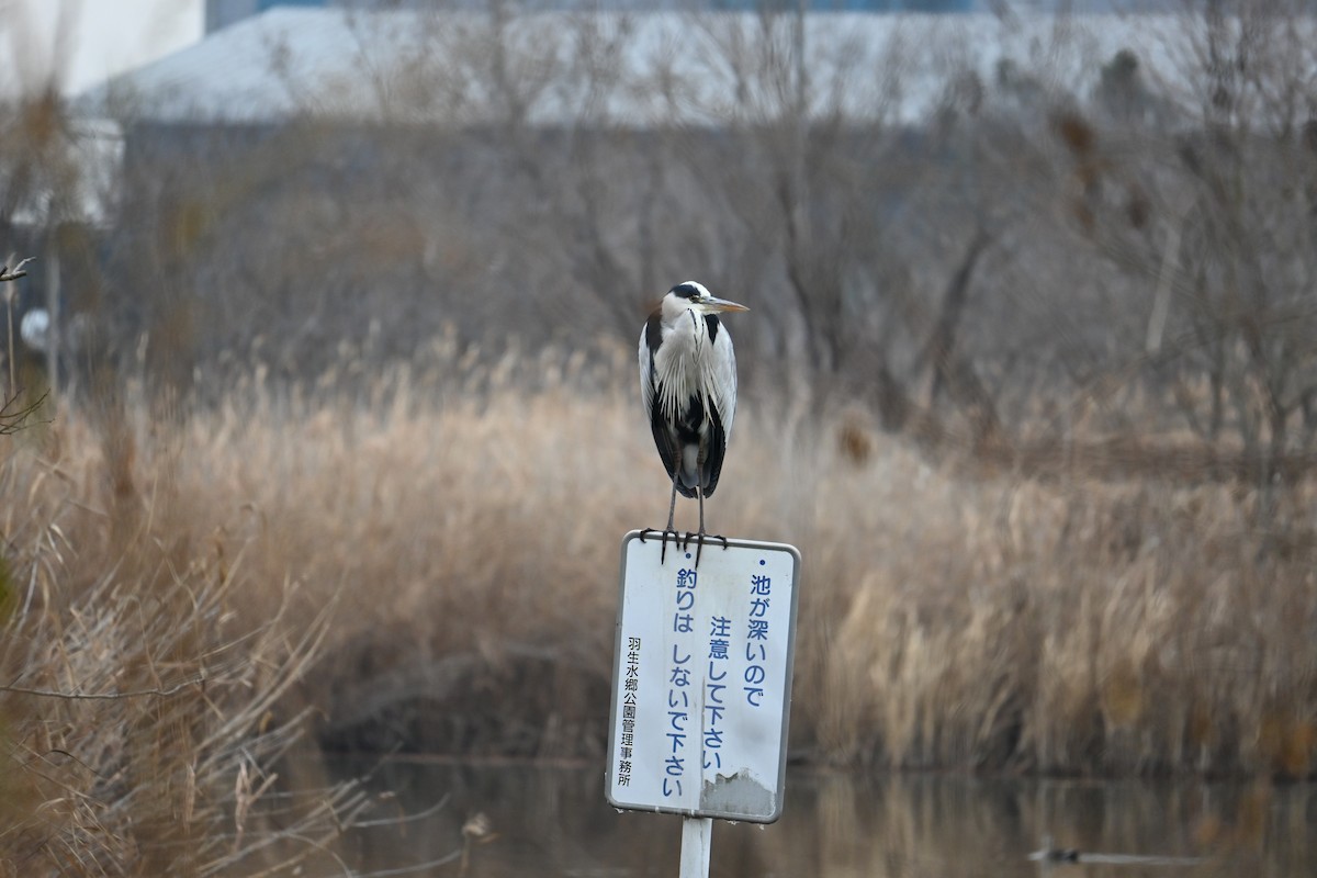 gråhegre - ML647273424