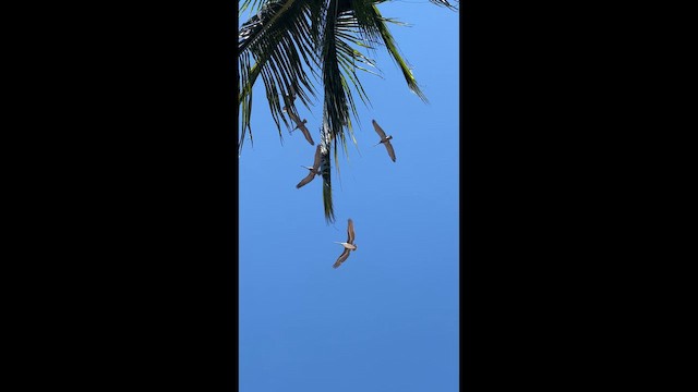 Пелікан бурий - ML647273430