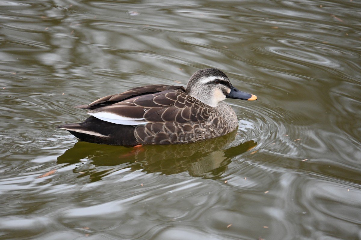 kinaand - ML647273435