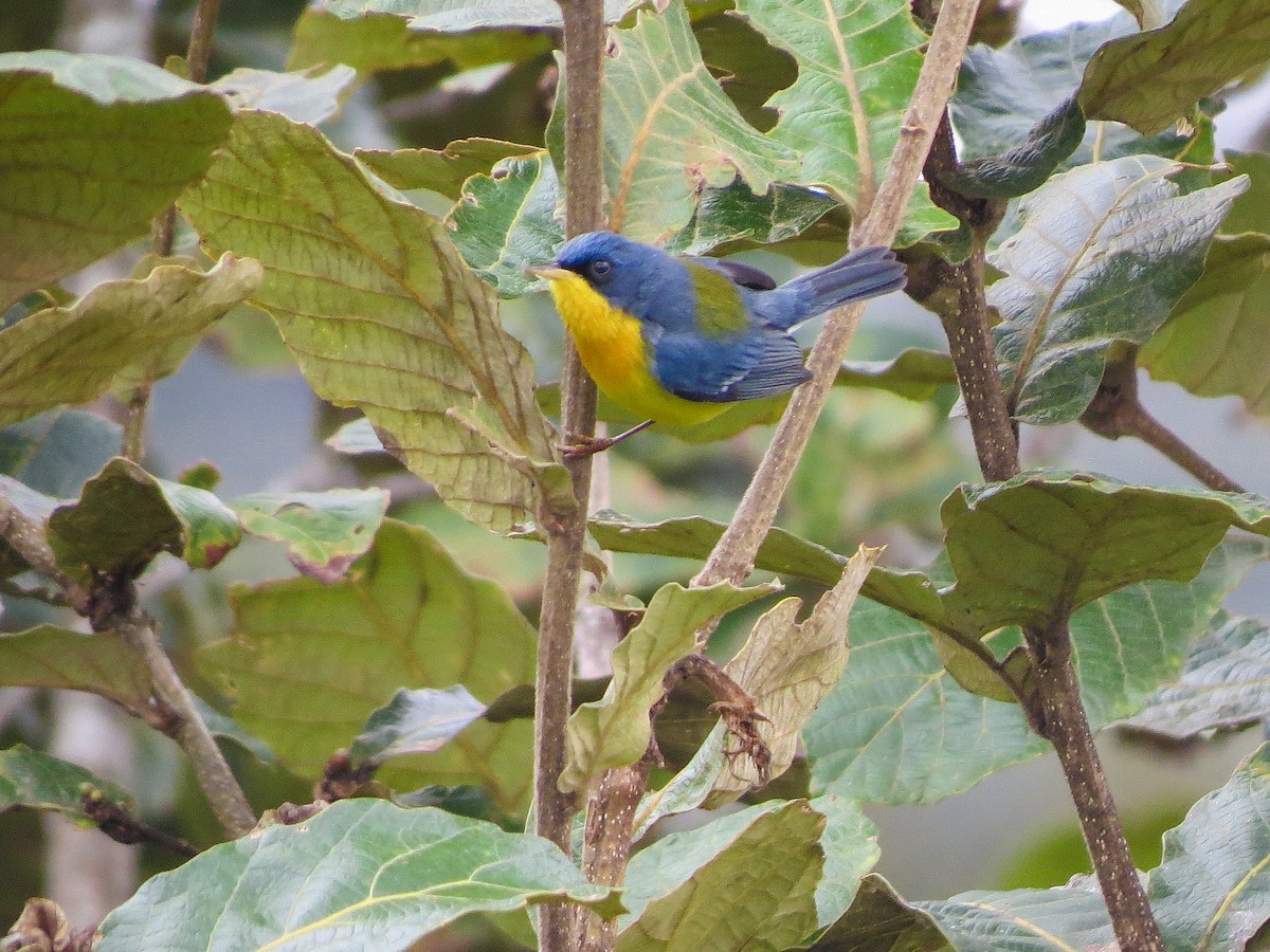 Tropikal Parula - ML647273439