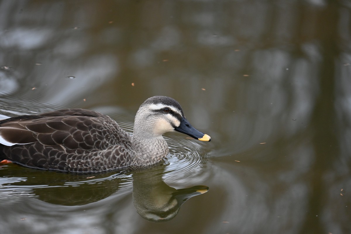 kinaand - ML647273441