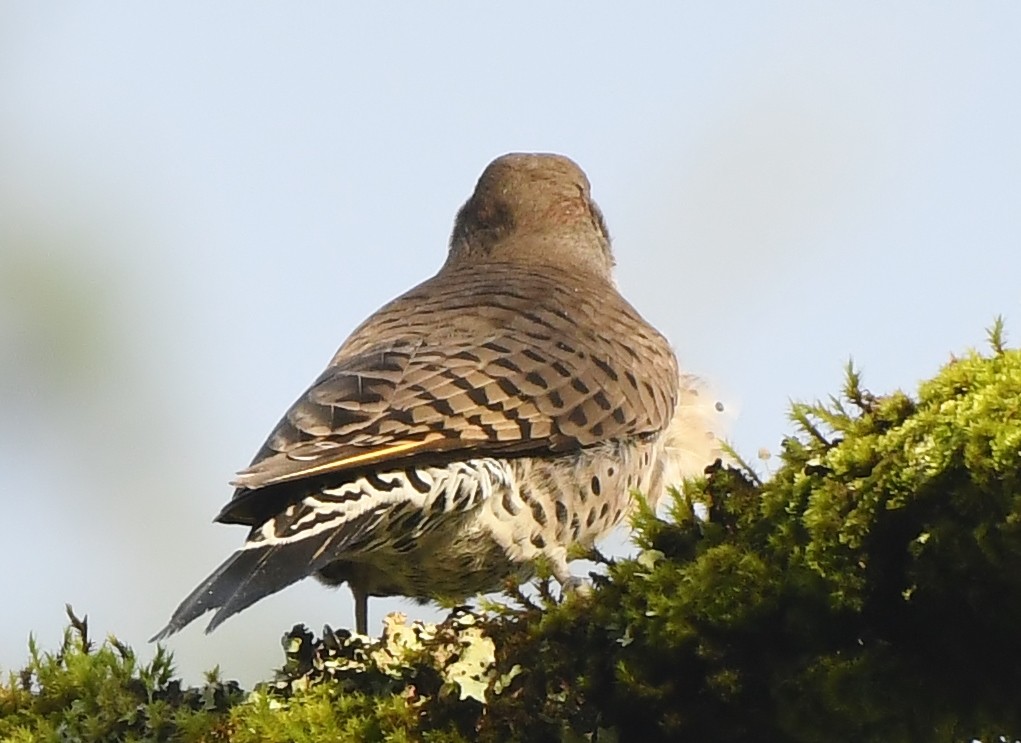 Northern Flicker (Yellow-shafted x Red-shafted) - ML647273442