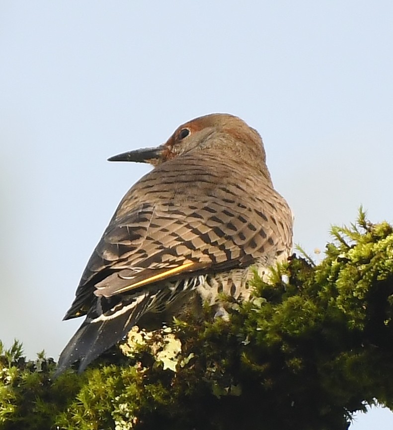 Northern Flicker (Yellow-shafted x Red-shafted) - ML647273443