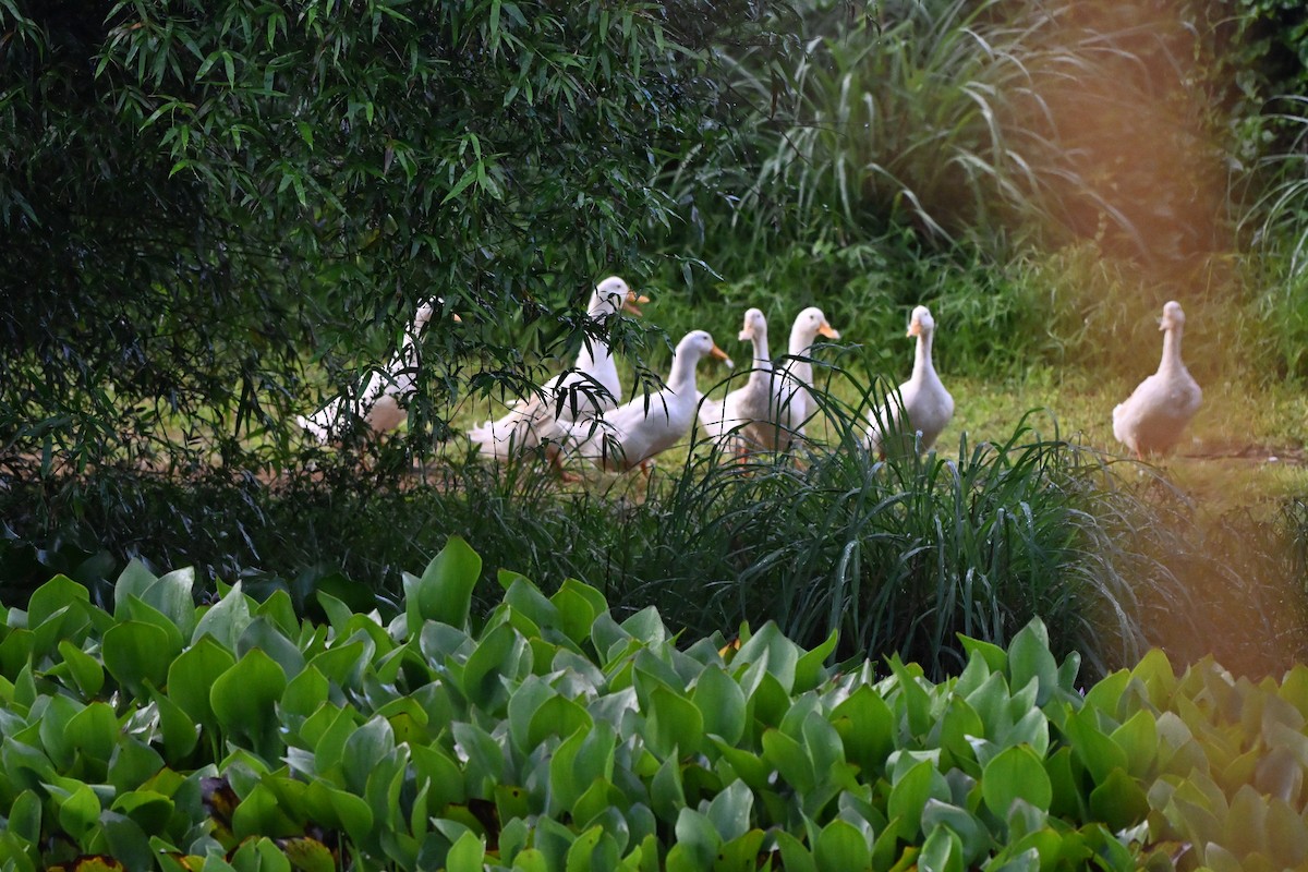Muscovy Duck (Domestic type) - ML647273449
