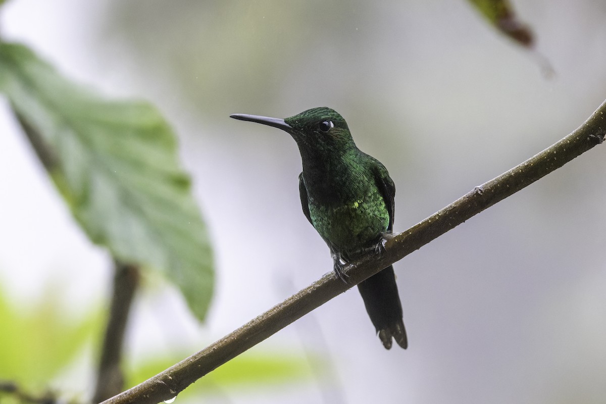 Empress Brilliant - ML647273451