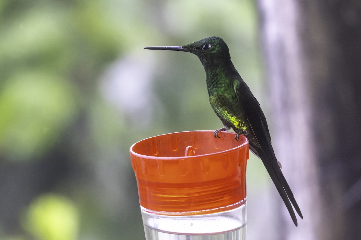 Empress Brilliant - ML647273455