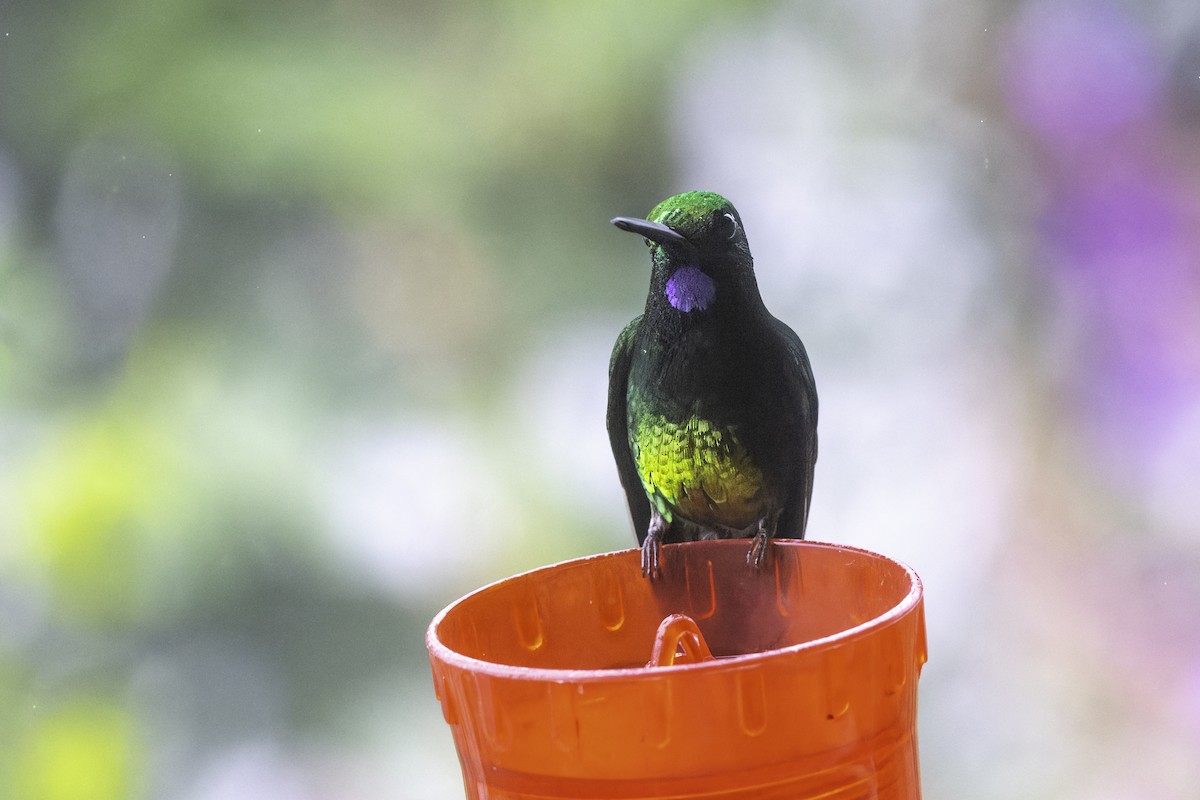 Empress Brilliant - ML647273456