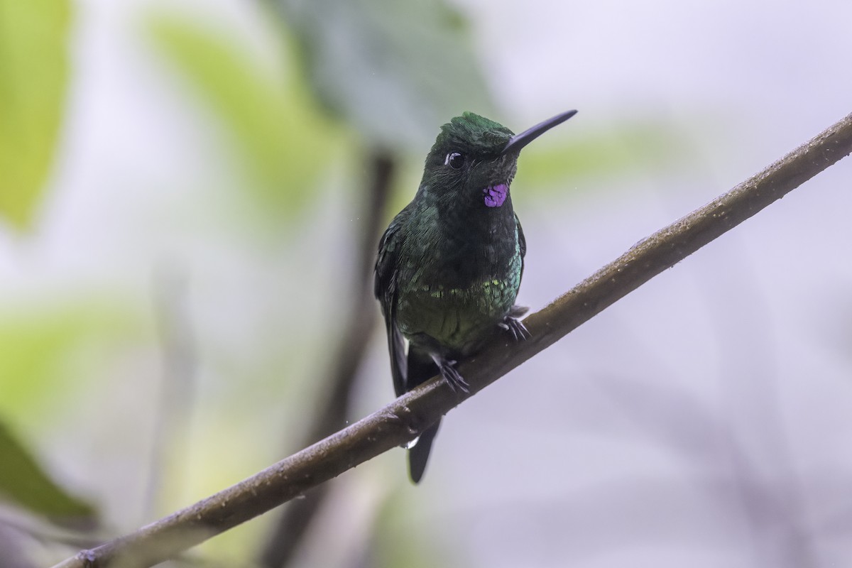 Empress Brilliant - ML647273458