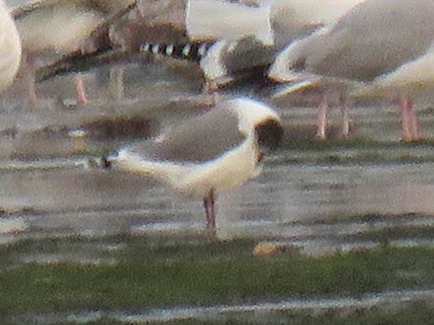 Franklin's Gull - ML647273461