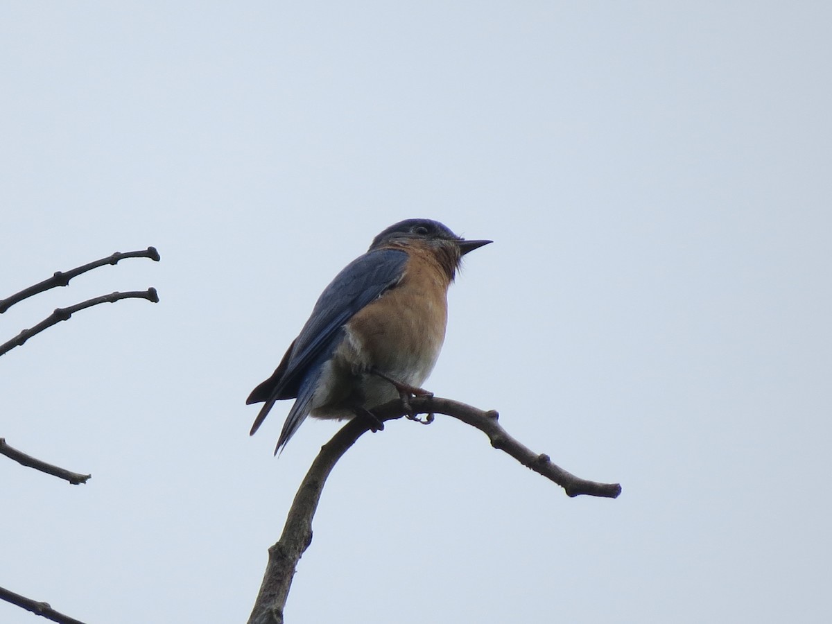 Doğulu Mavi Ardıç - ML647273469